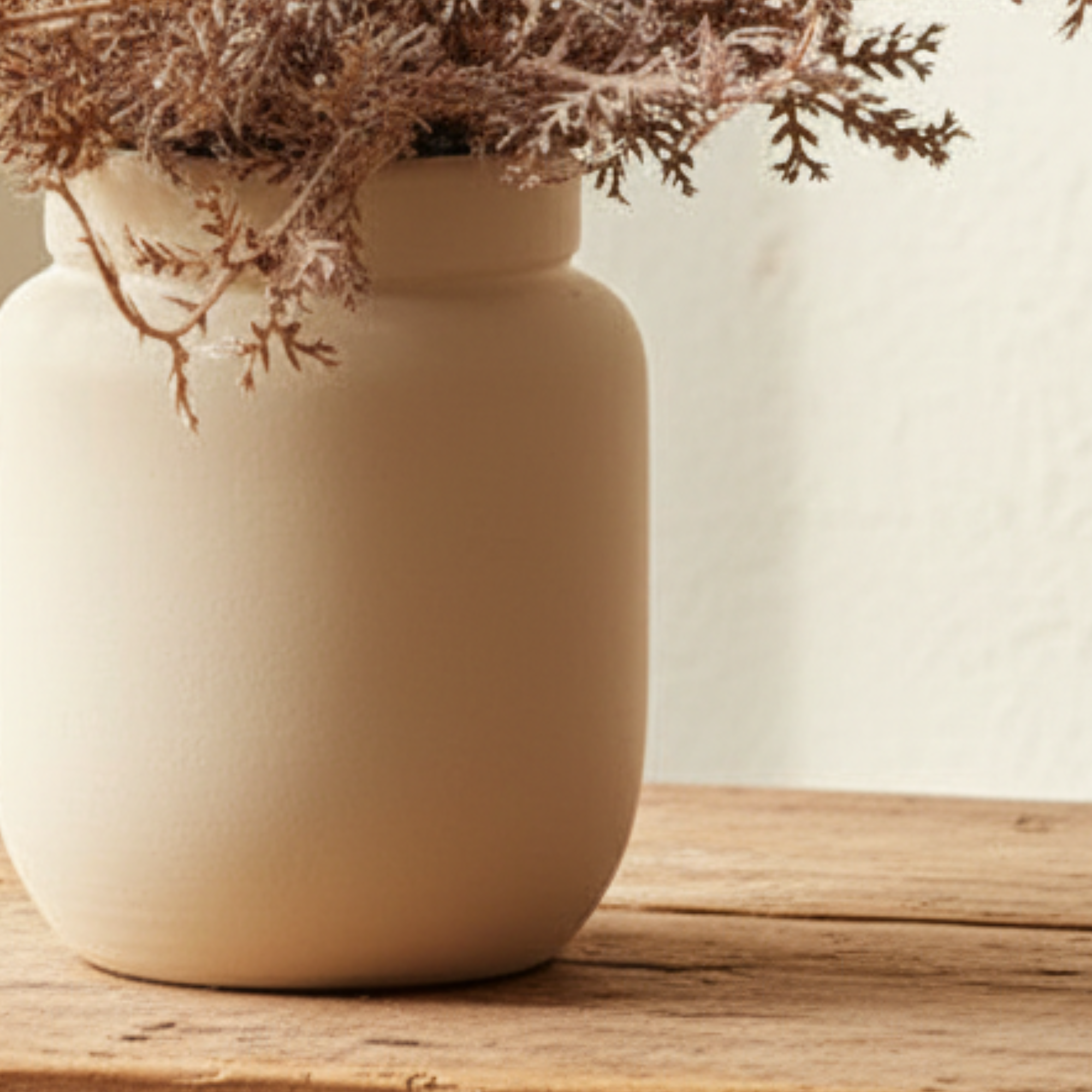 Senecio Cineraria in Pot Rust