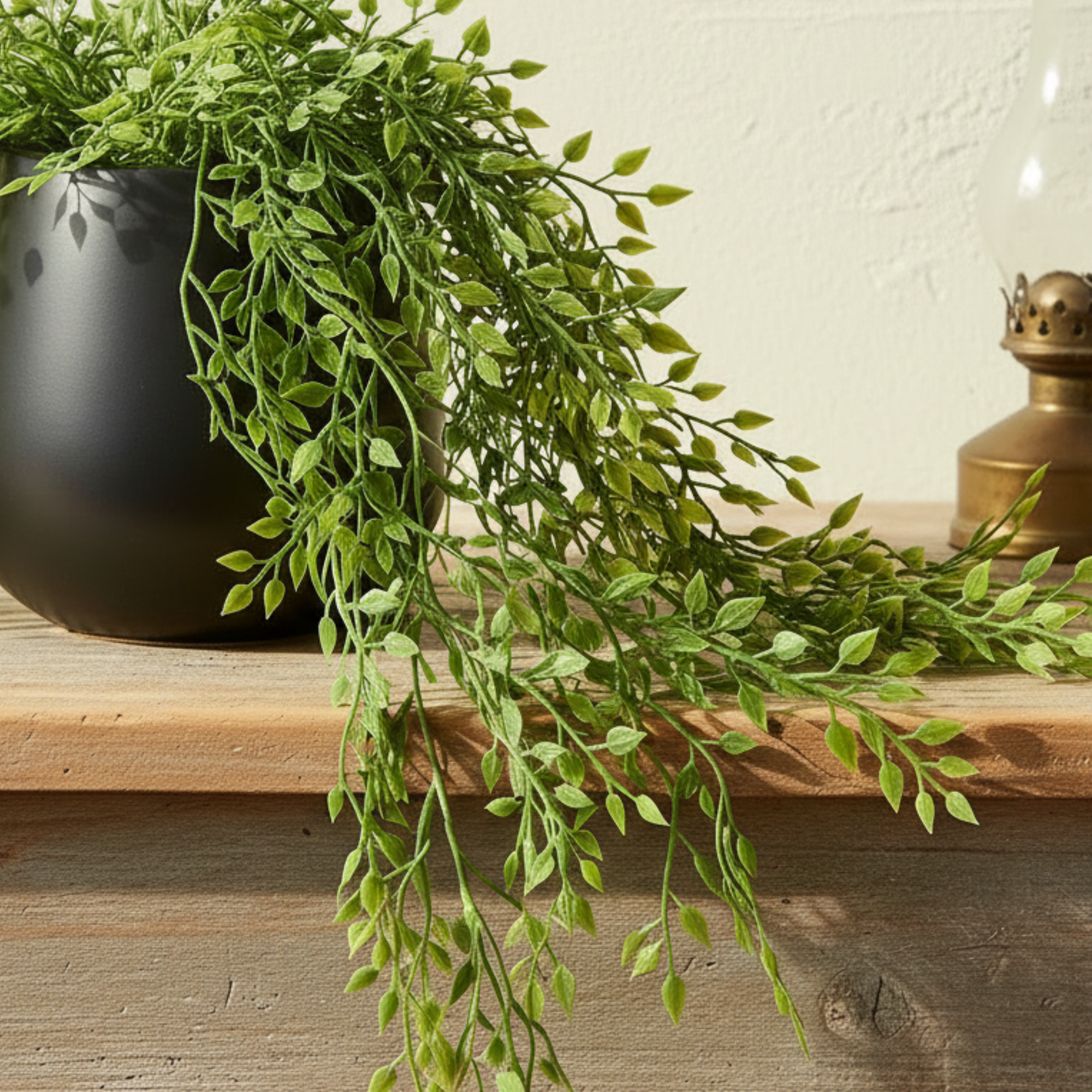 Trailing Milkweed in Pot