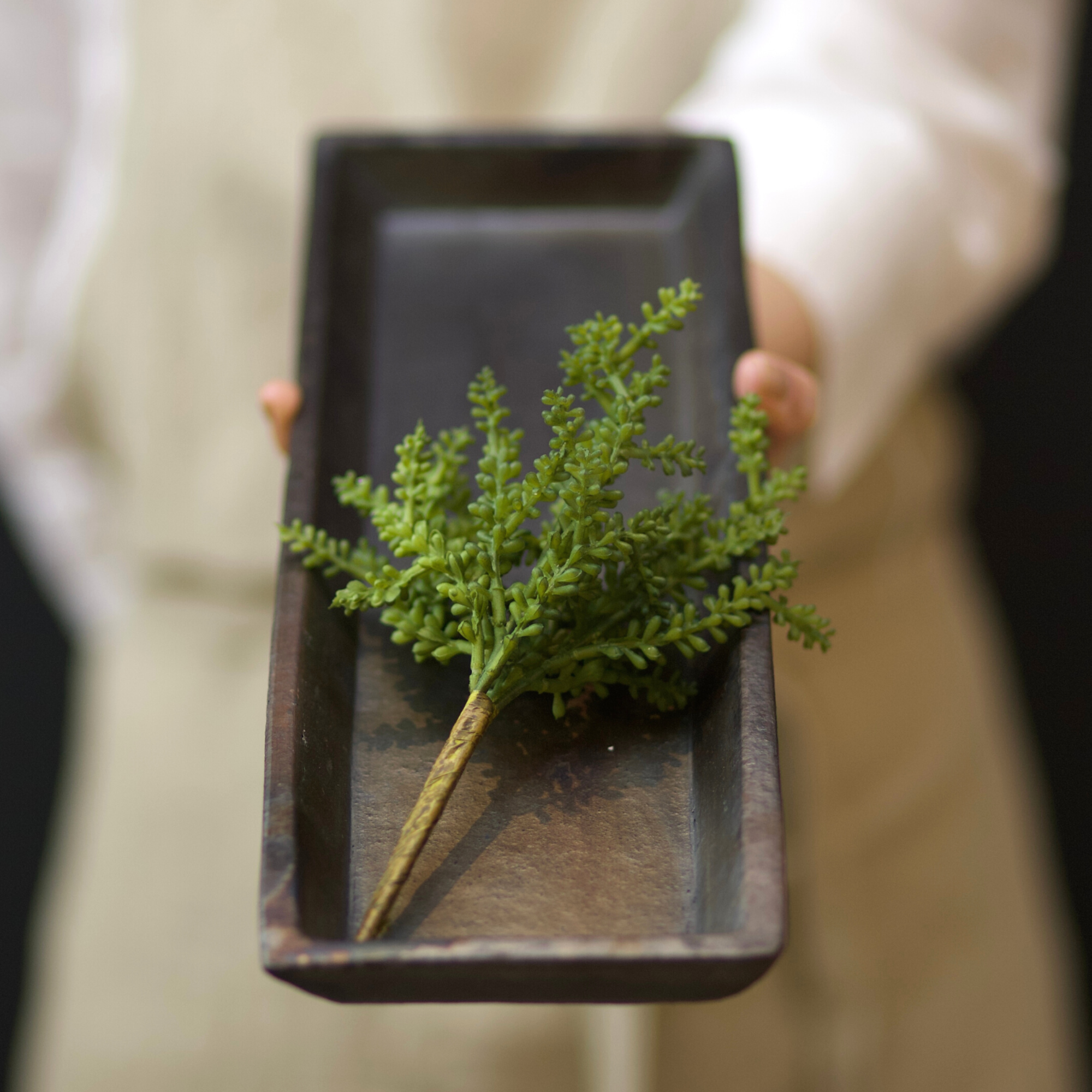 Baby Tear Succulent Pick