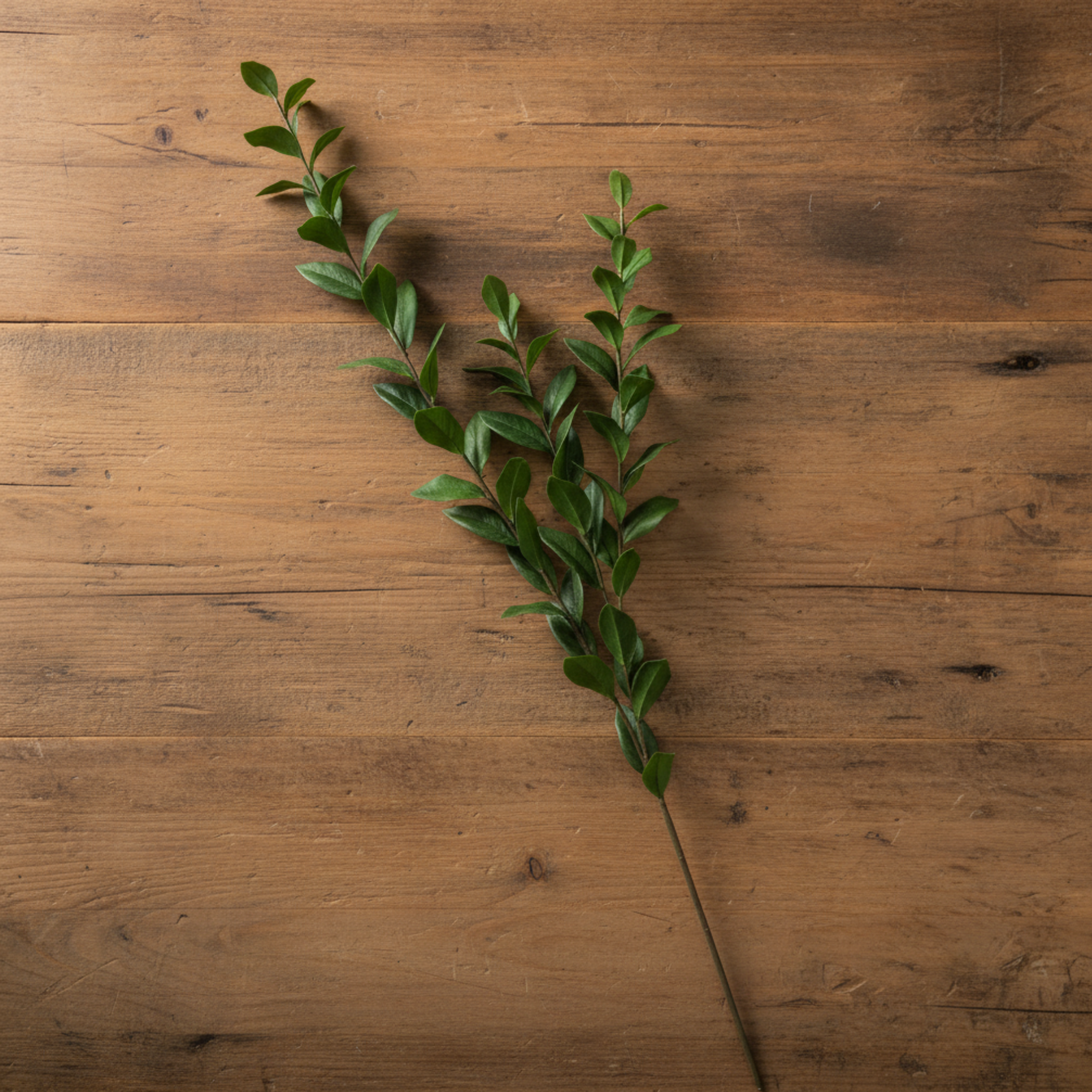 Southern Salal Stem | Green