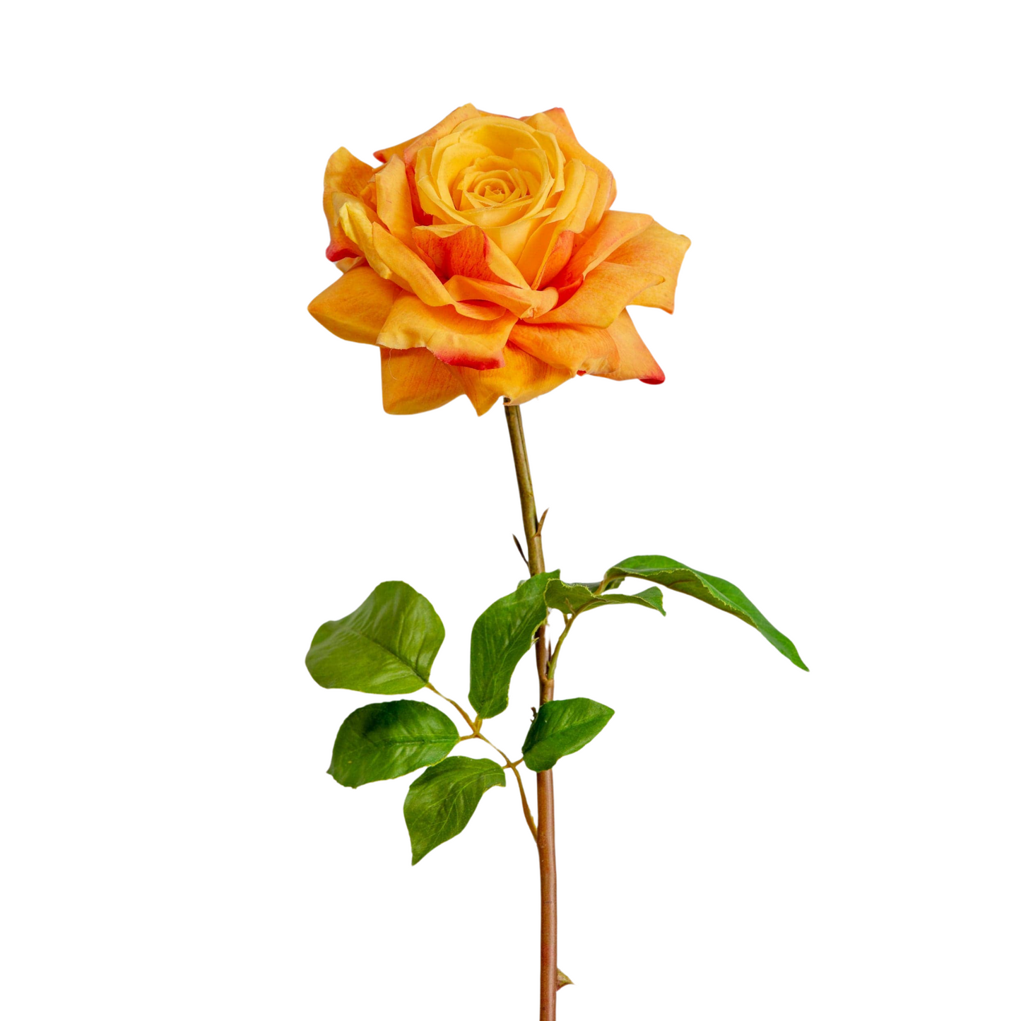 Orange Duchess Rose Stem