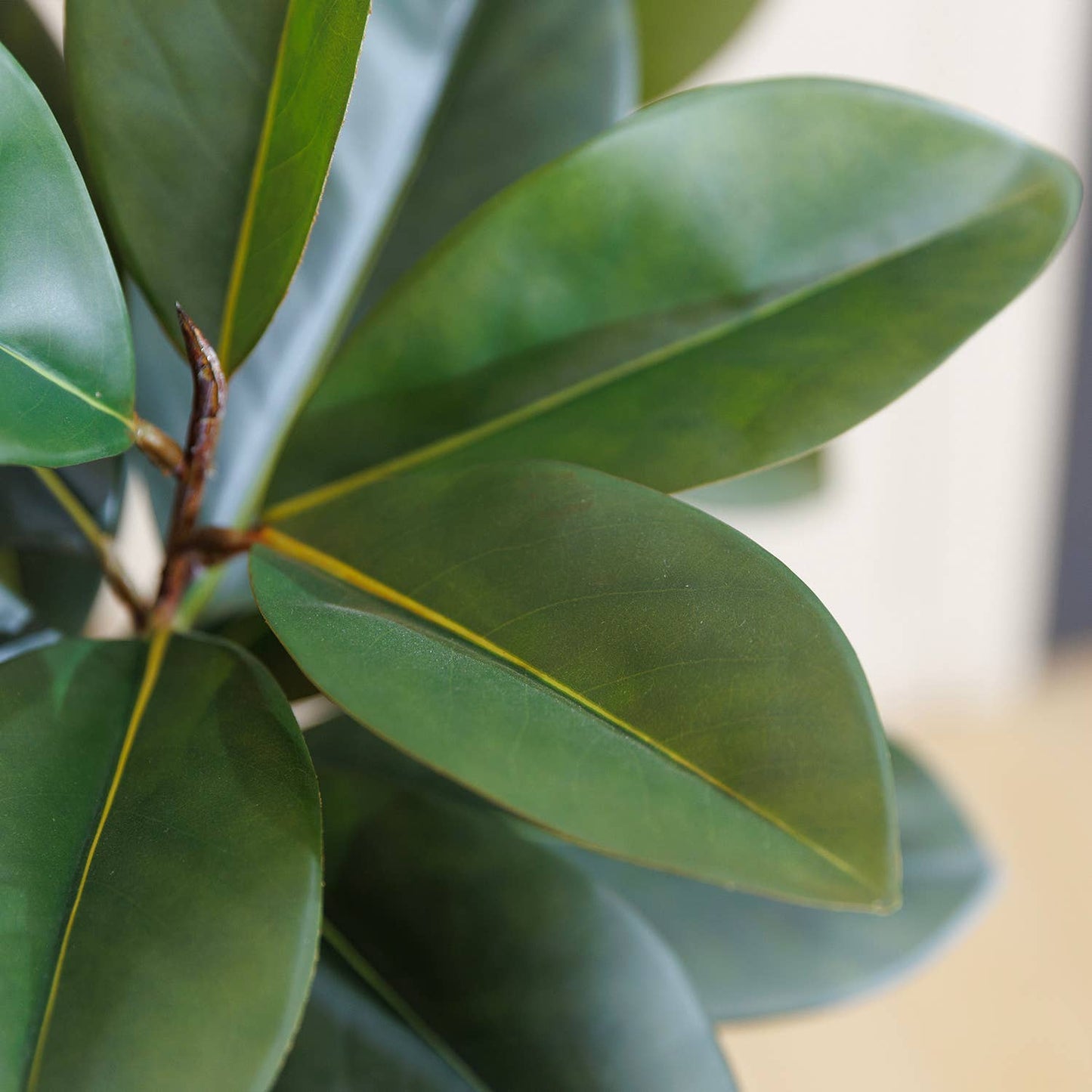 Magnolia Tree With Pot