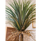 Moroccan Palm Tree | Medium