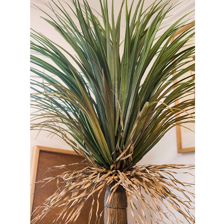 Moroccan Palm Tree | X Large