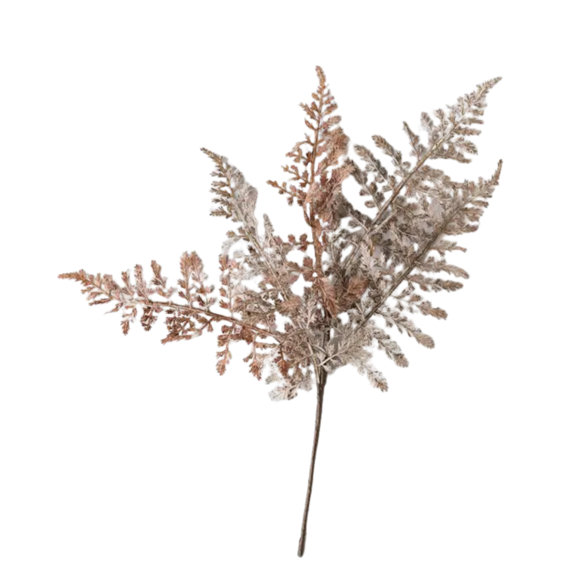 Rust Fern Bush