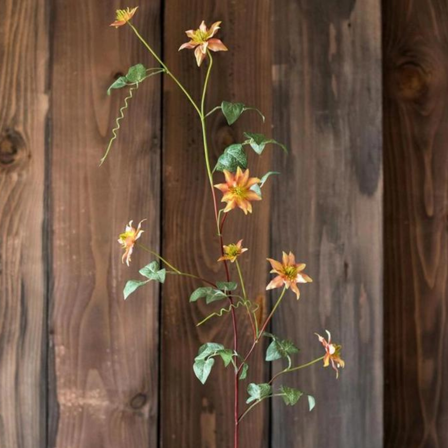 German Clematis Flower Stem in Orange