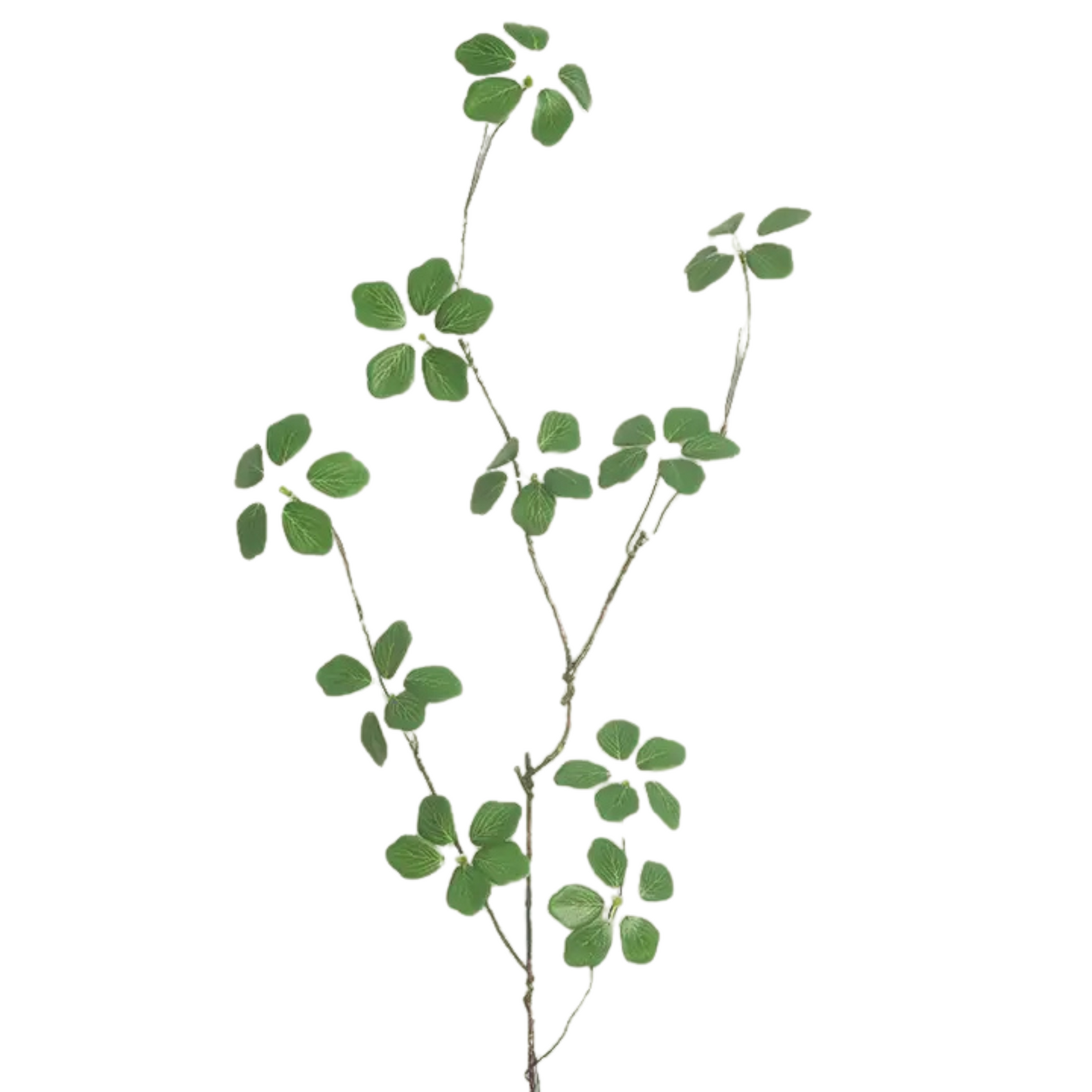 Tinea Japonica Stem