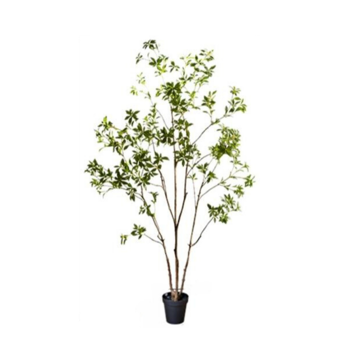 Load image into Gallery viewer, Japanese Enkianthus Tree
