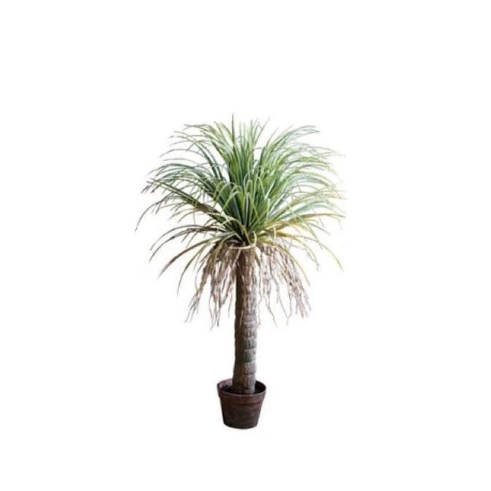 Moroccan Palm Tree | Medium