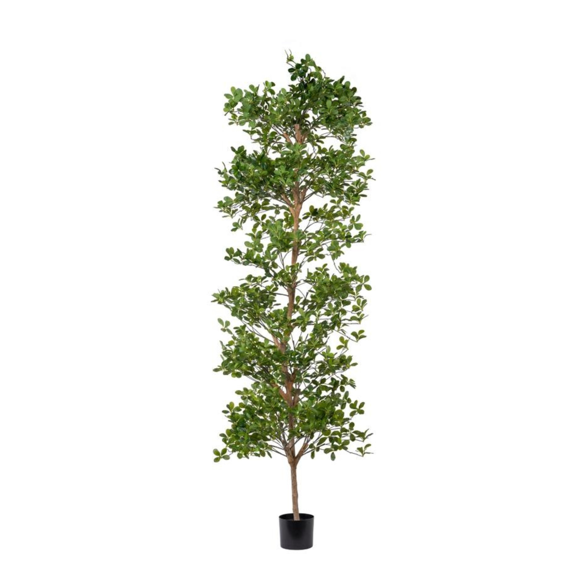 8' Shady Lady Tree | Full Floor Sample