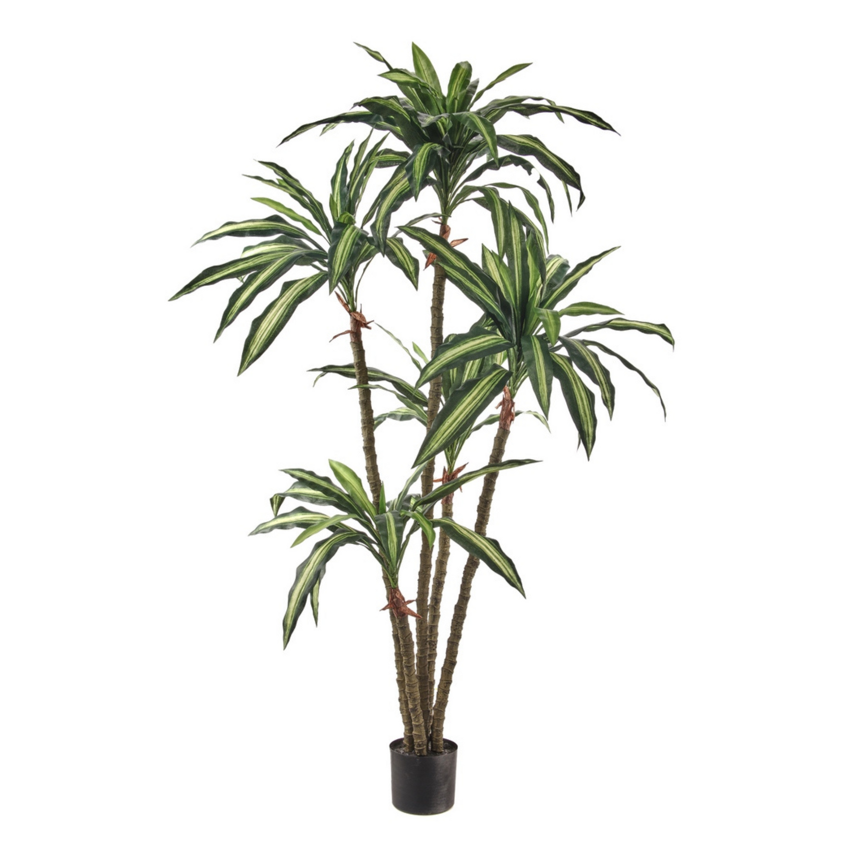 6' Dracena Plant