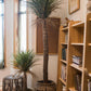 Moroccan Palm Tree | Medium