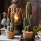 Columnar Cactus | Small