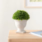 Aris 6.5" Faux Boxwood Topiary