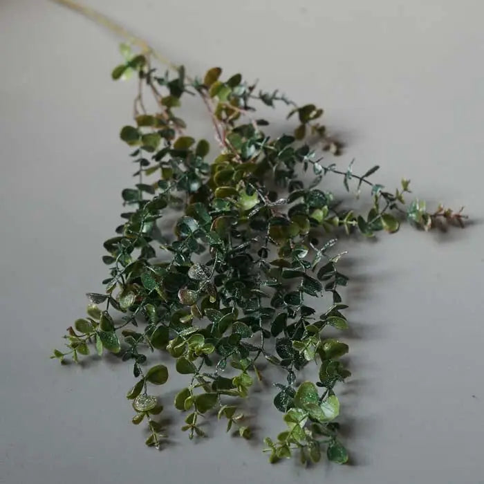 Eucalyptus Stem