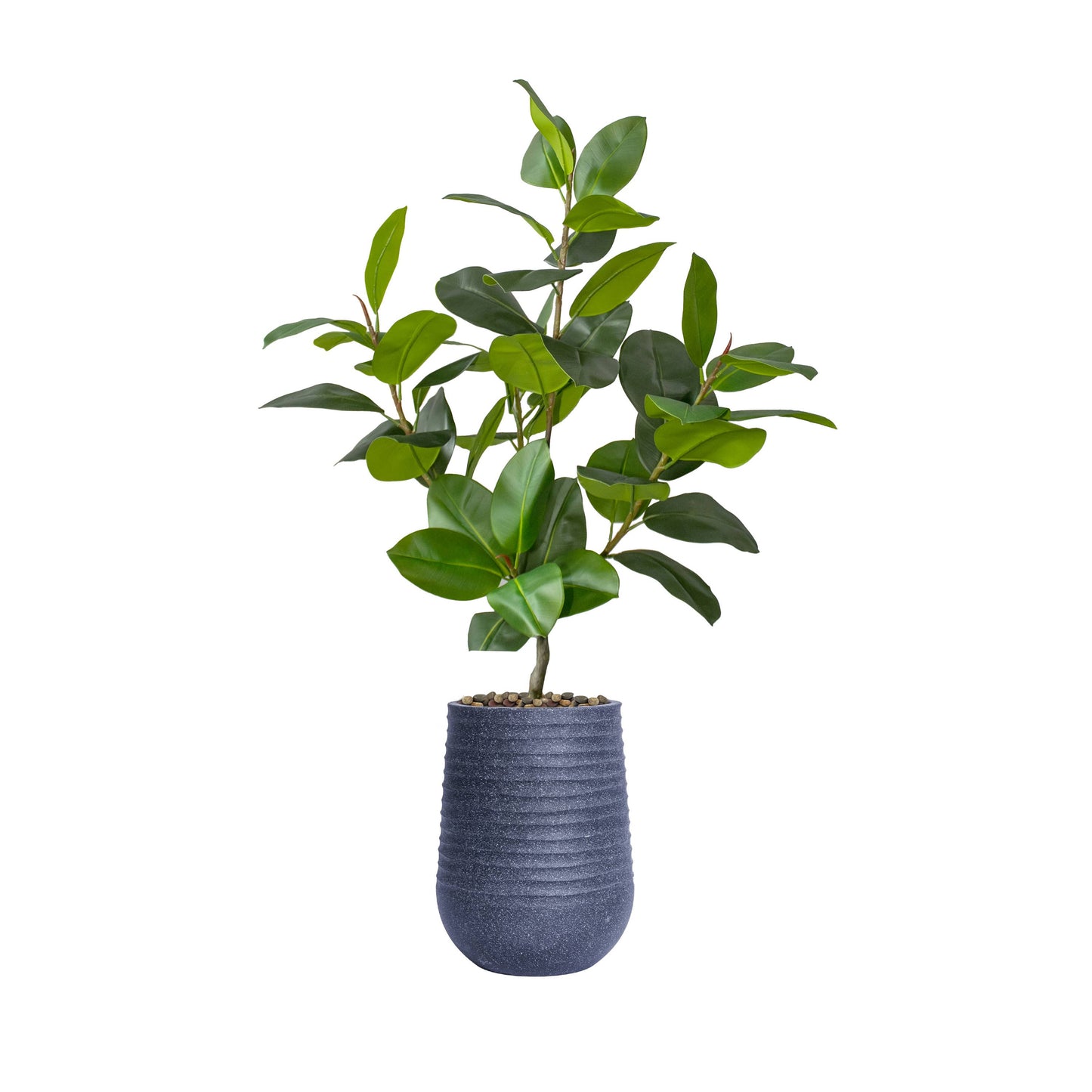 Rubber tree With Black Planter