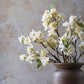 Apricot Blossom Stem