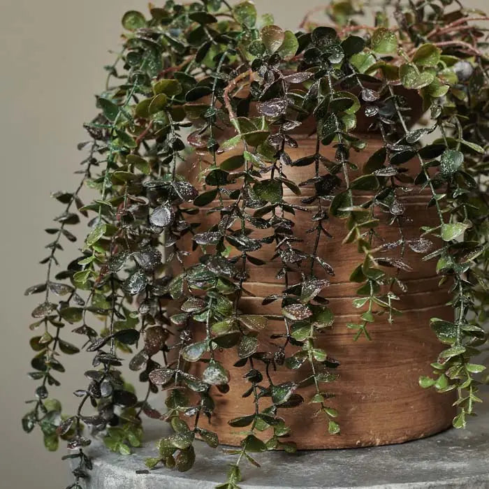 Eucalyptus Stem