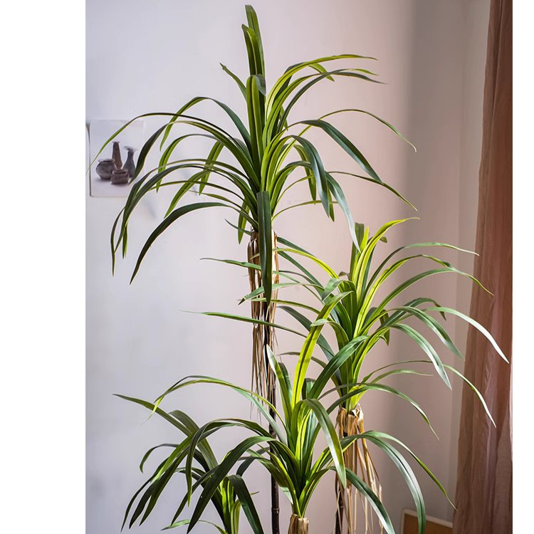 Dracaena Tree | X Large