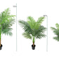 Areca Palm Tree | 60"