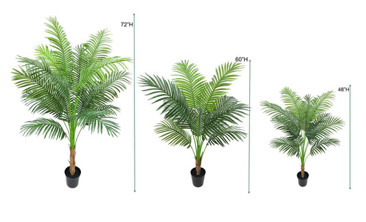 Areca Palm Tree | 60