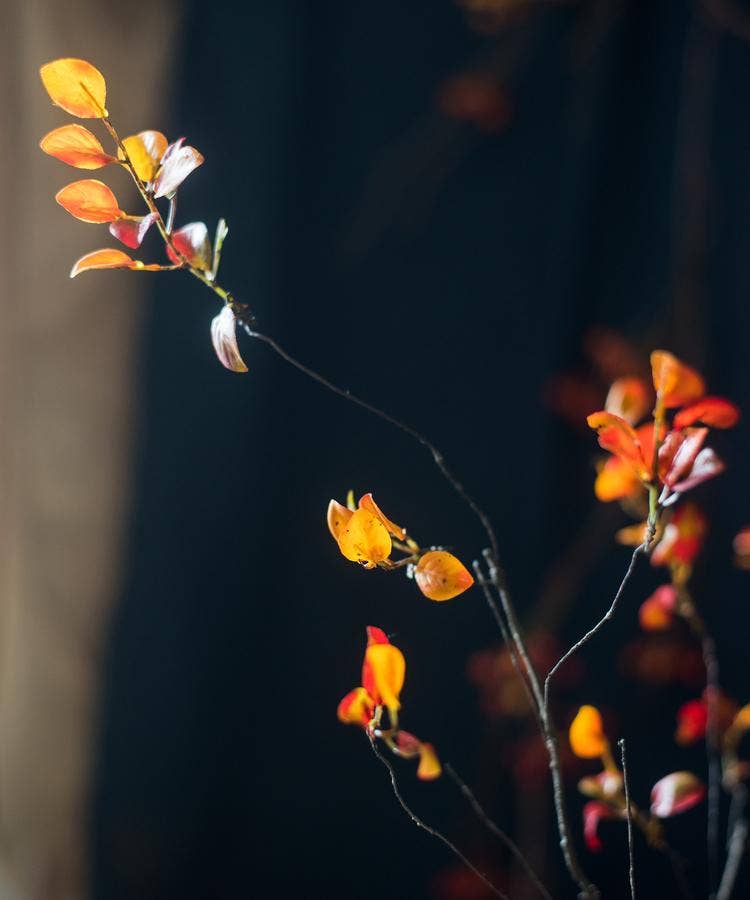 Red Vine Leaf Stem | Autumn Red