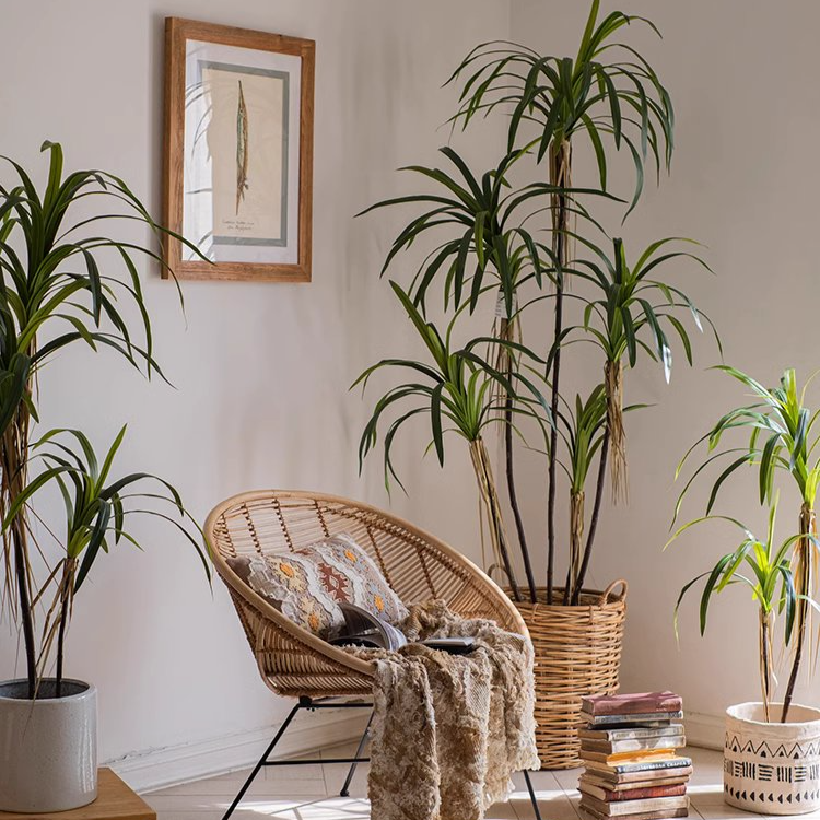 Dracaena Tree | X Large