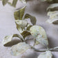 Eucalyptus Cream Stem