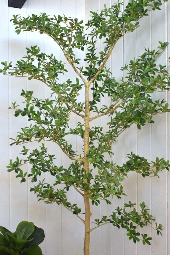 7' Shady Lady Black Olive Tree