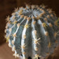 Potted Cactus Ball | Small