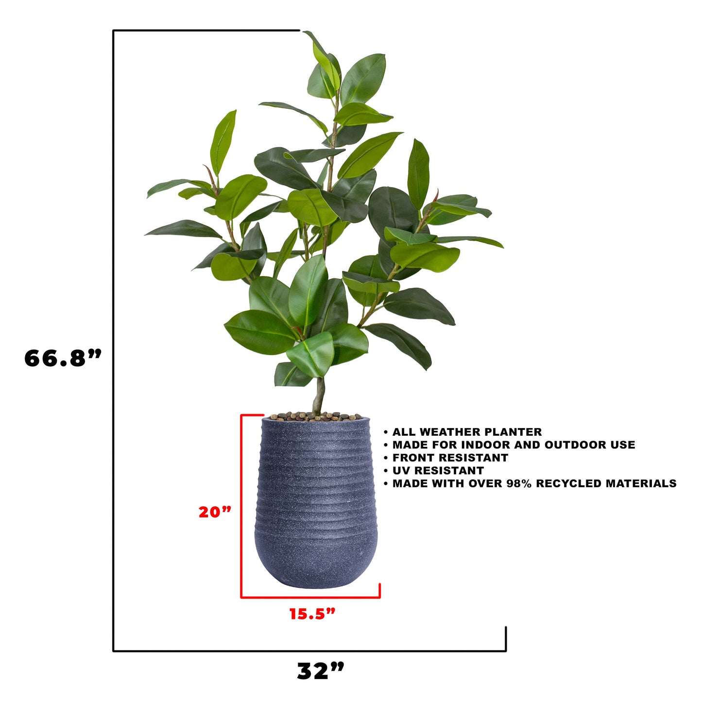 Rubber tree With Black Planter