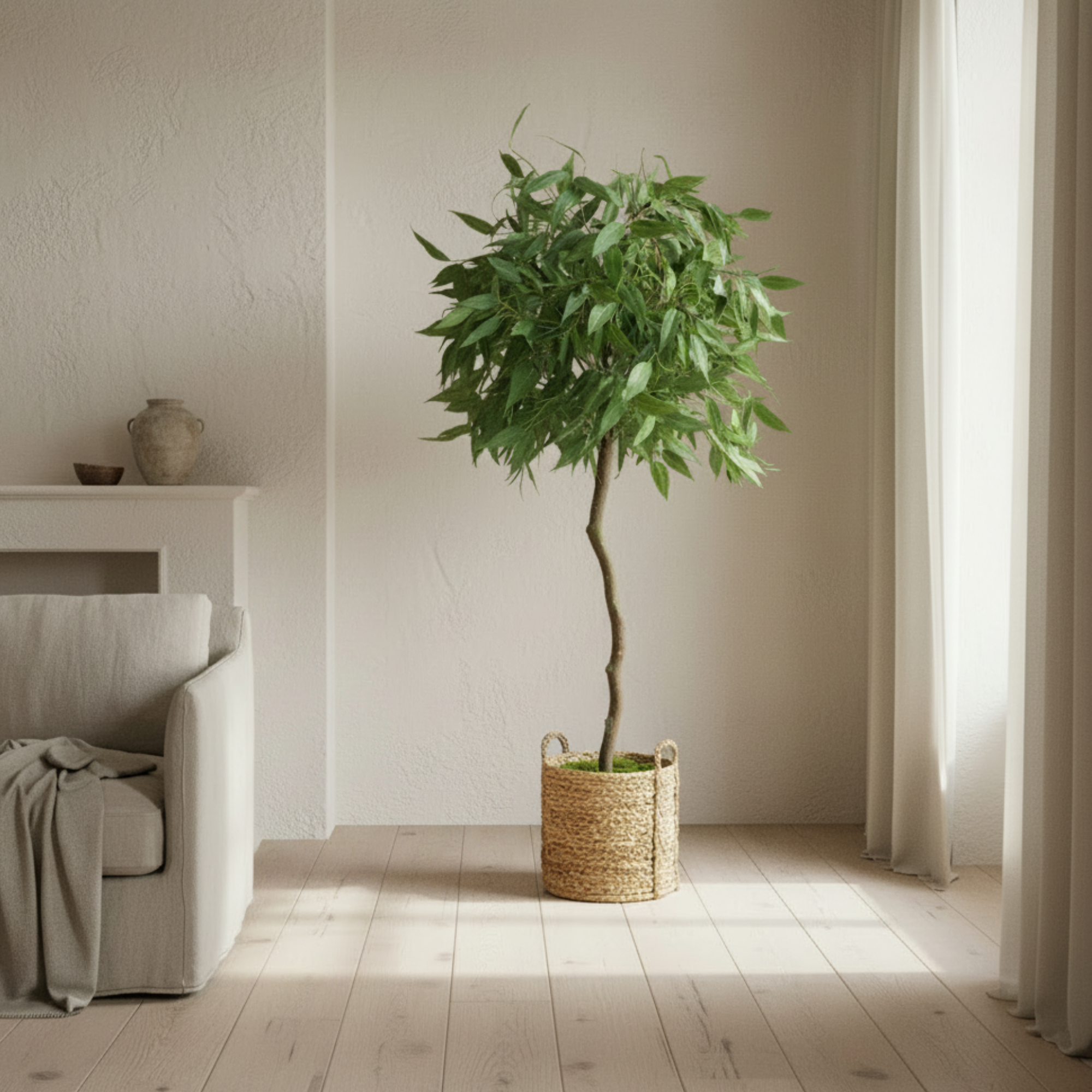 Weeping Eucalyptus Tree In Basket