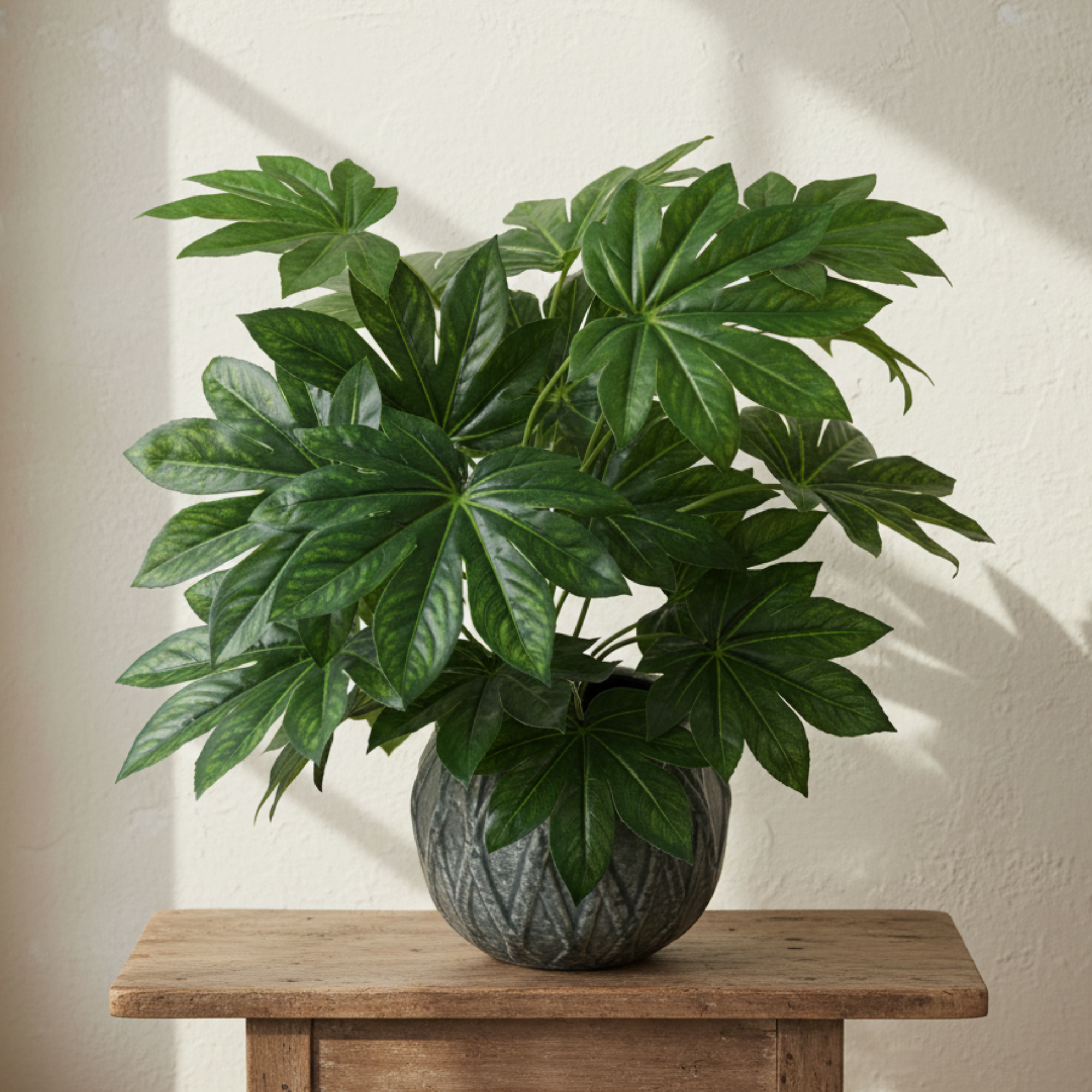 Aralia Plant In Pot