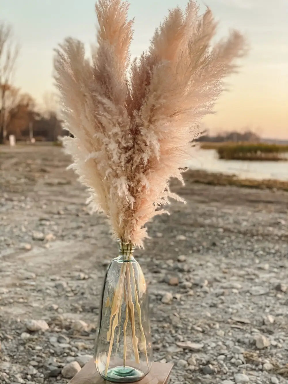 Natural Fluffy Pampas Grass