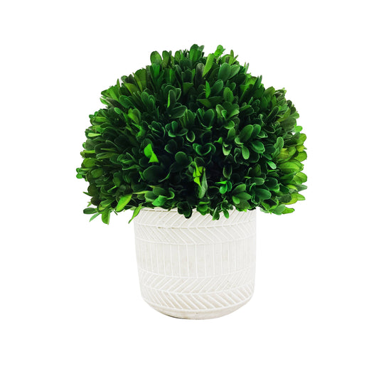 Natural Preserved Boxwood Topiary