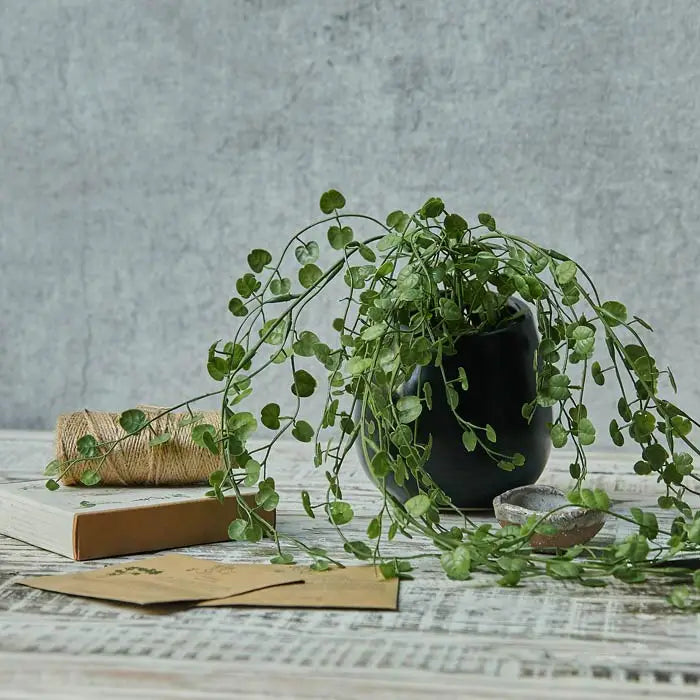 Begonia Leaf In Pot