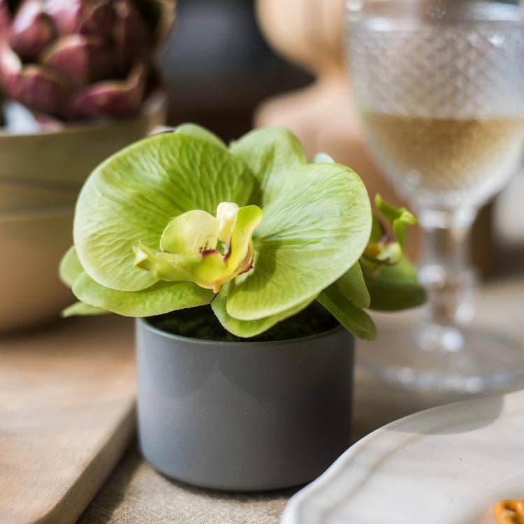 Real Touch Potted Orchid | Green