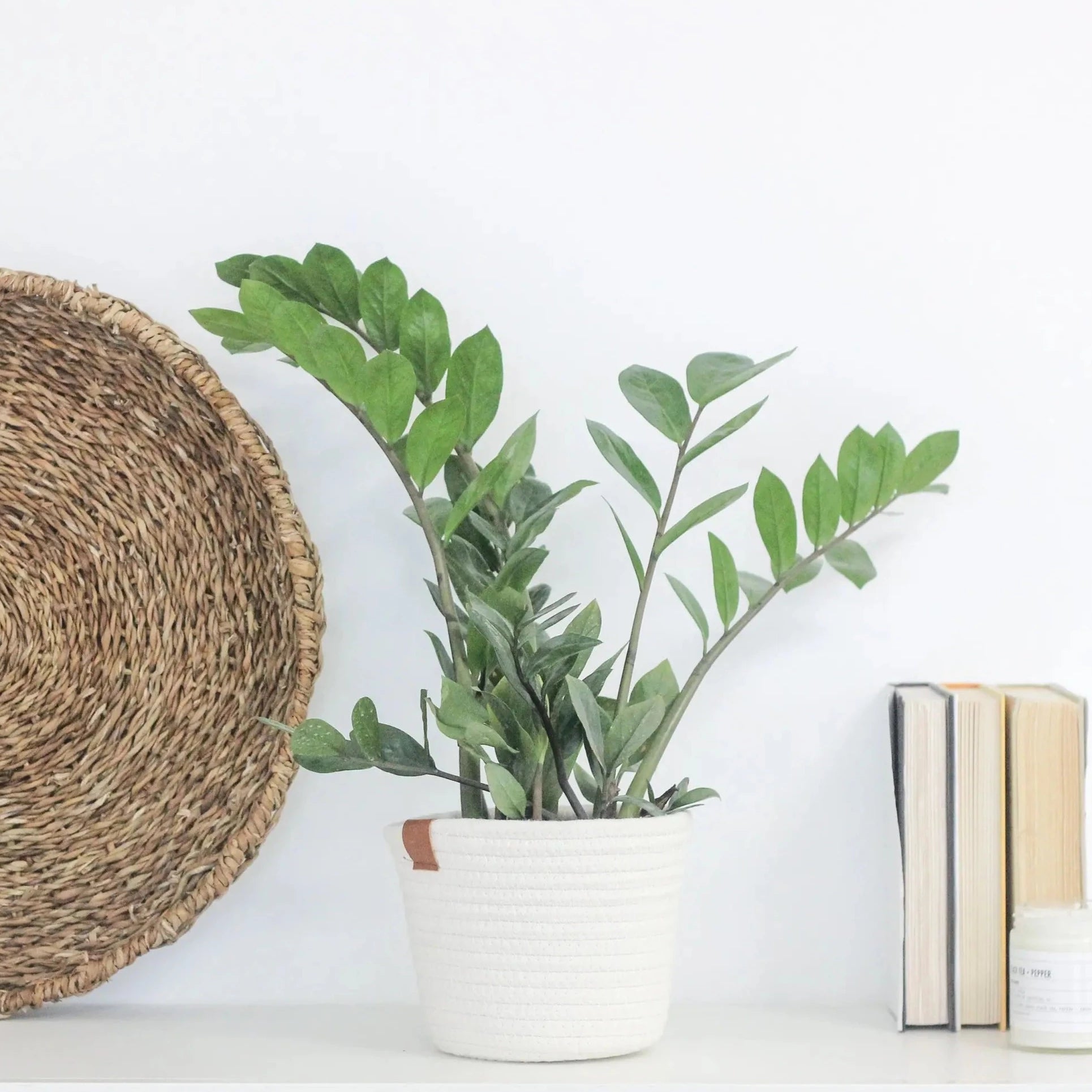 White Cotton Rope Craft/Plant Basket With Leather Accent | 7"