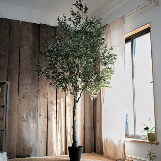 Extra Large Tall Olive Tree | 10"