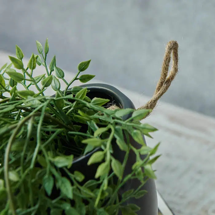 Trailing Milk Weed In Pot