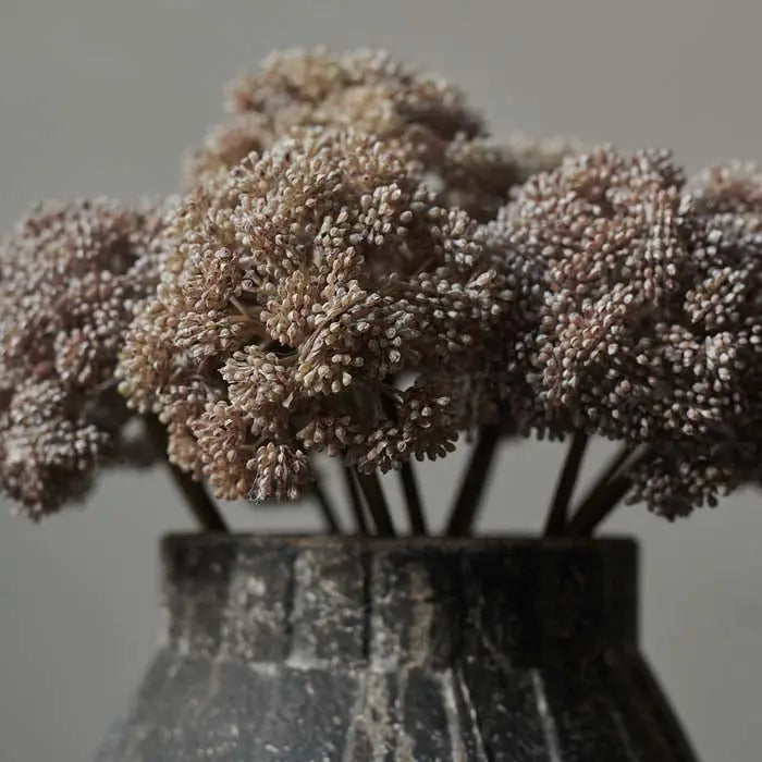 Sedum Cloud