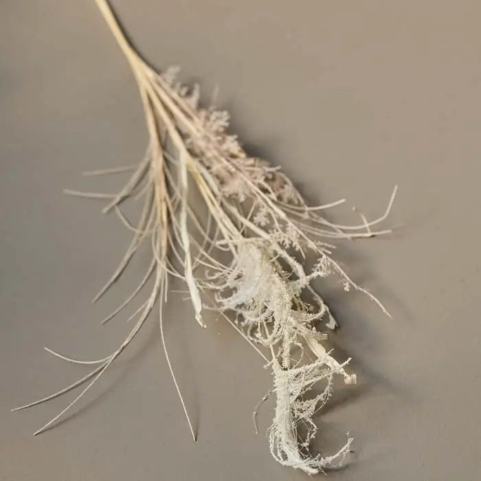 Miscanthus Grass Stem