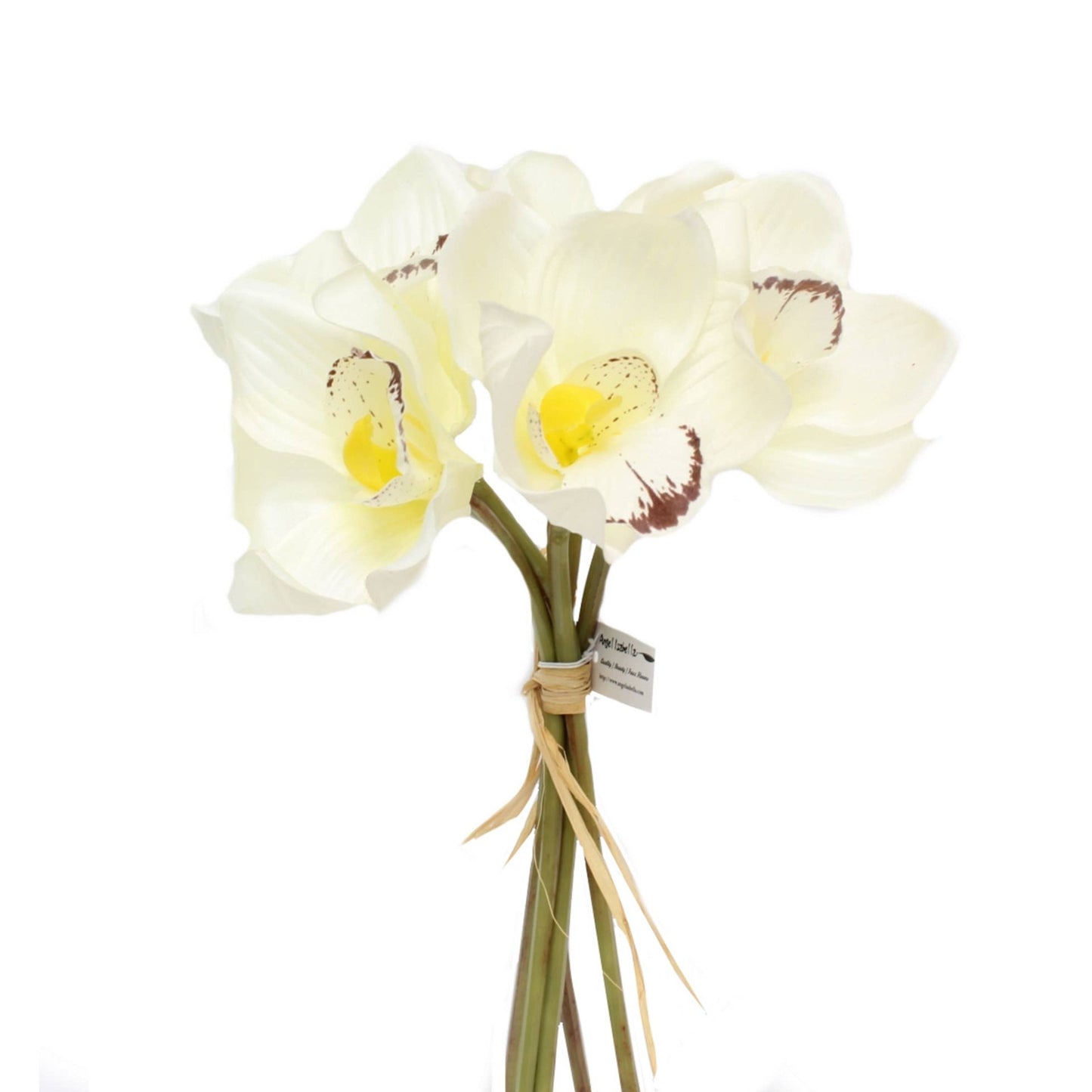 Cymbidium Orchid Bundle