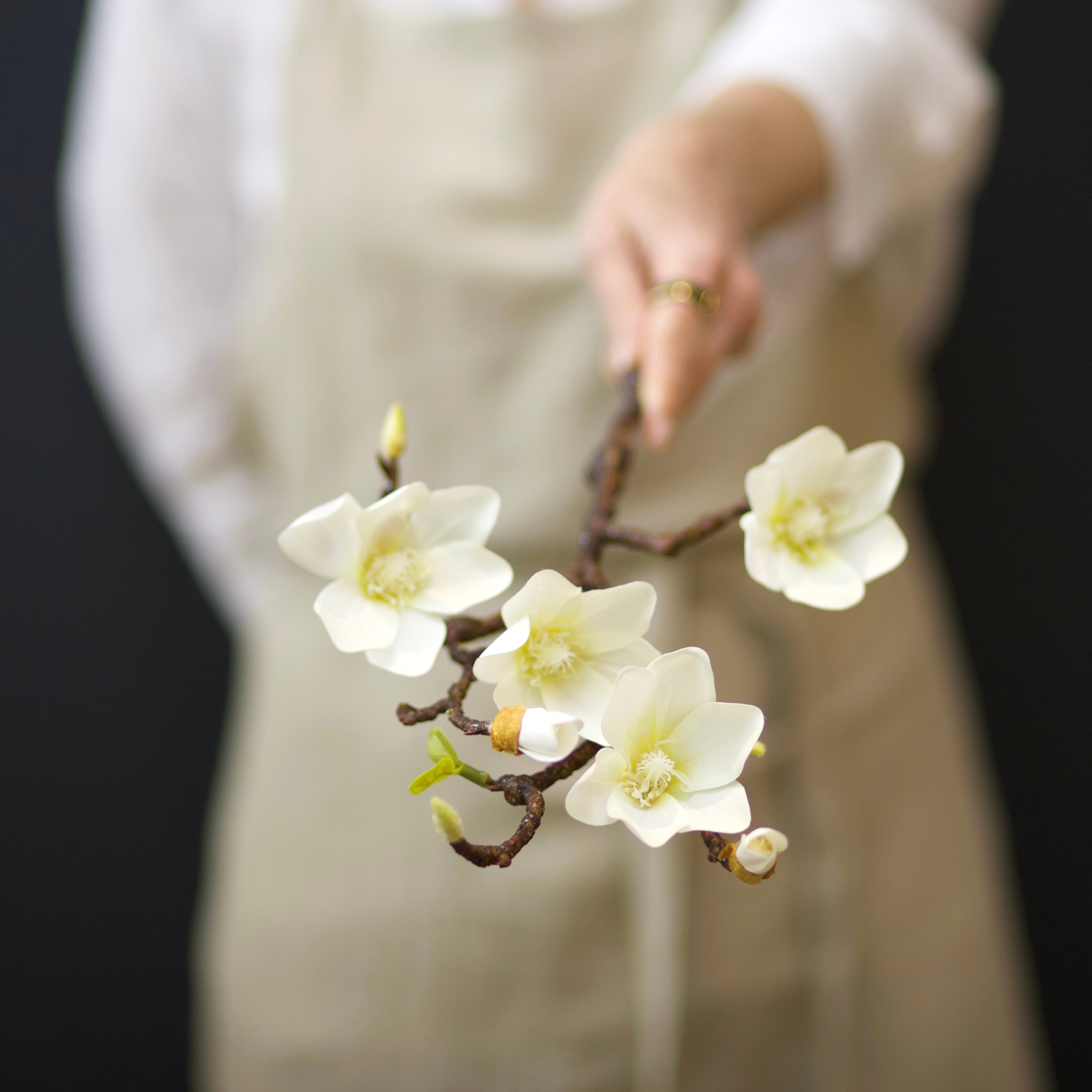 White Magnolia Branch