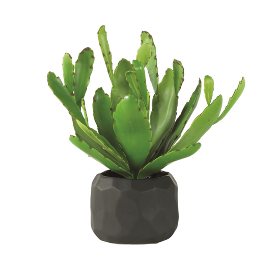 Cactus In Black Multi-Faceted Bowl