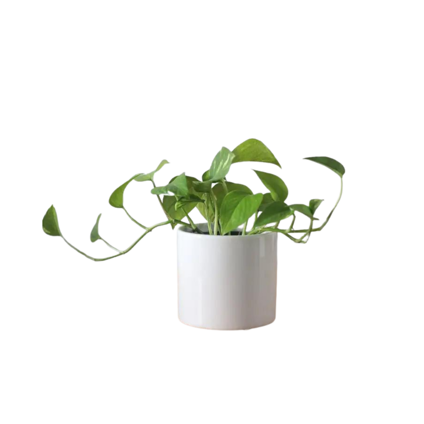 Glossy White Ceramic Plant Pot | 7"