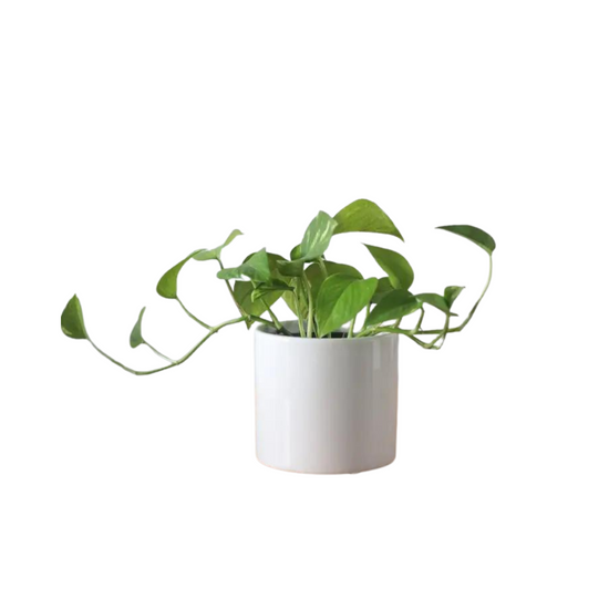 Load image into Gallery viewer, Glossy White Ceramic Plant Pot | 7&amp;quot;
