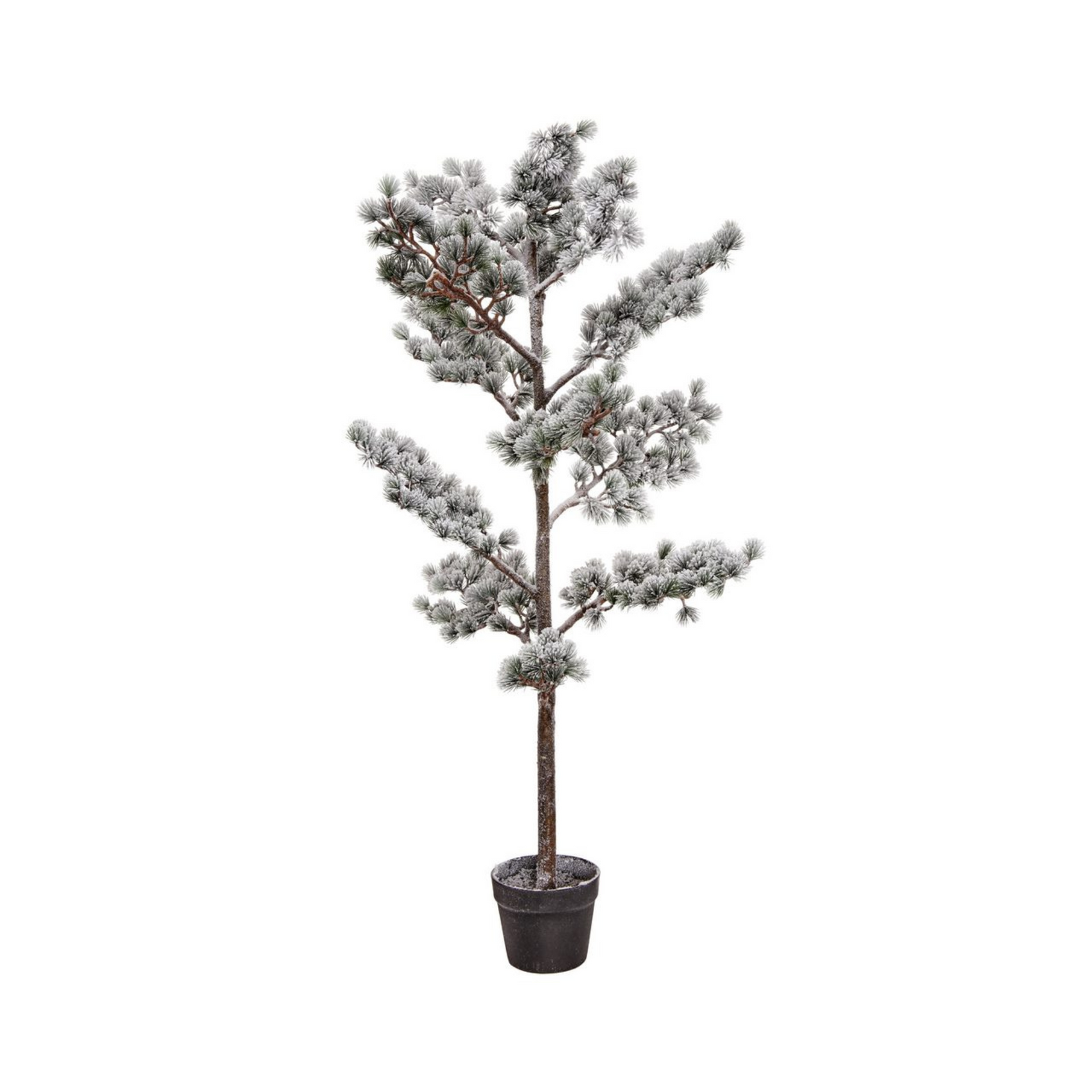 48" Potted Snow Mountain Pine Tree