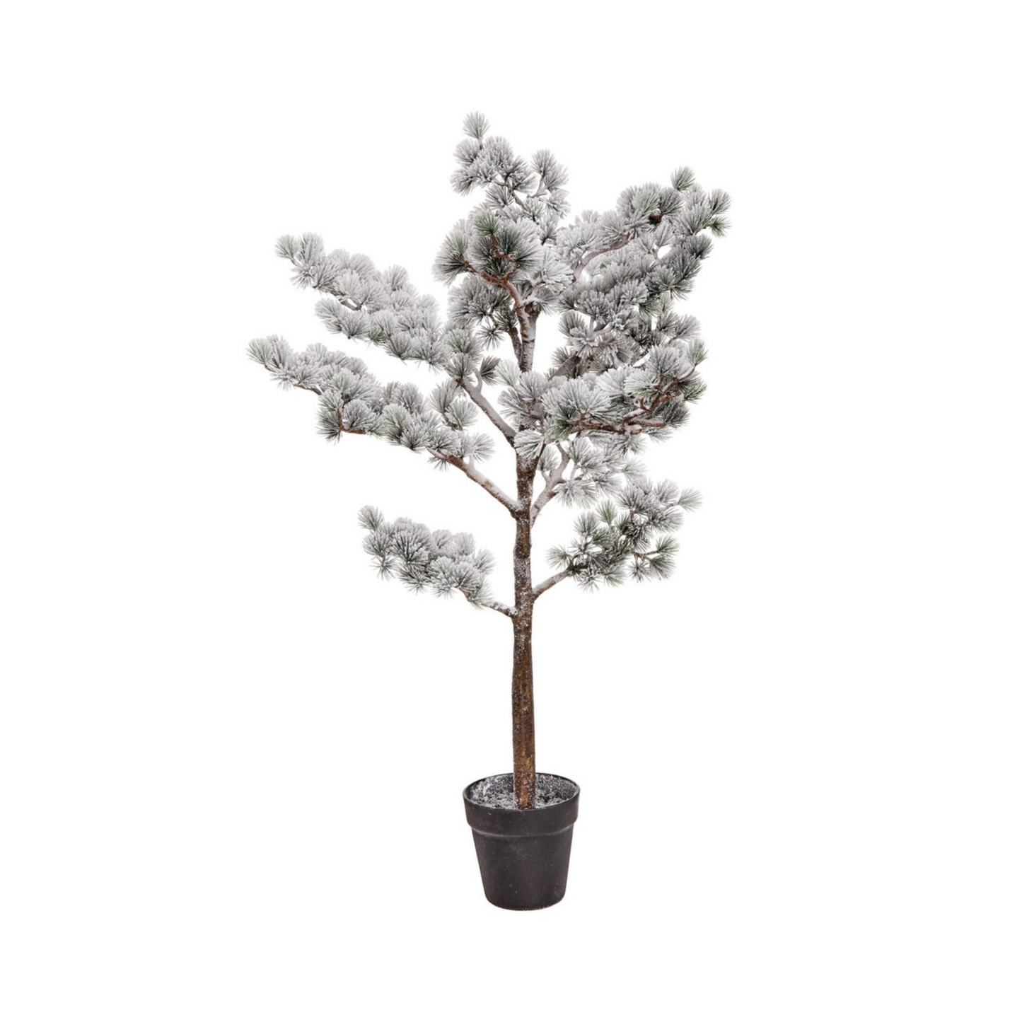 36" Potted Snow Mountain Pine Tree
