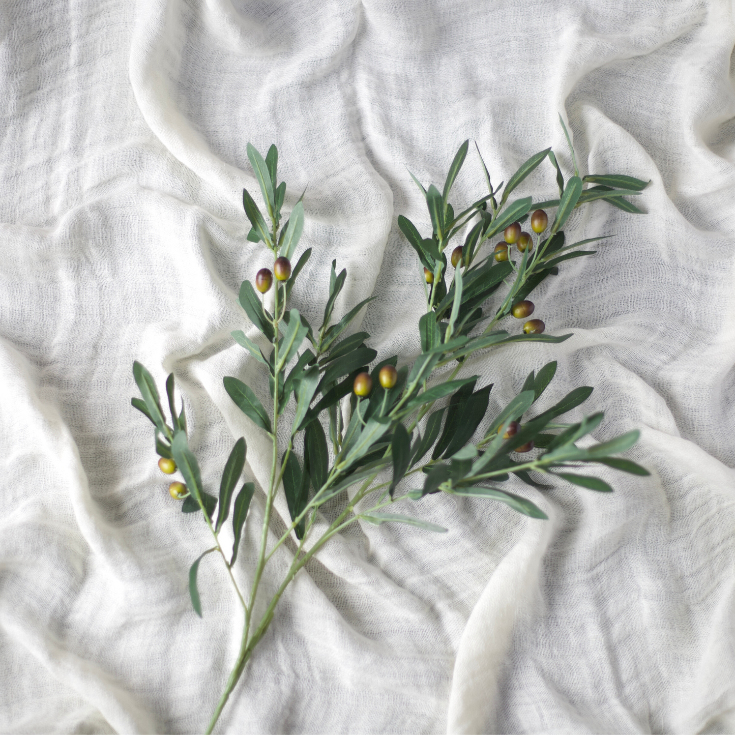 Green Olive Branch with Olives